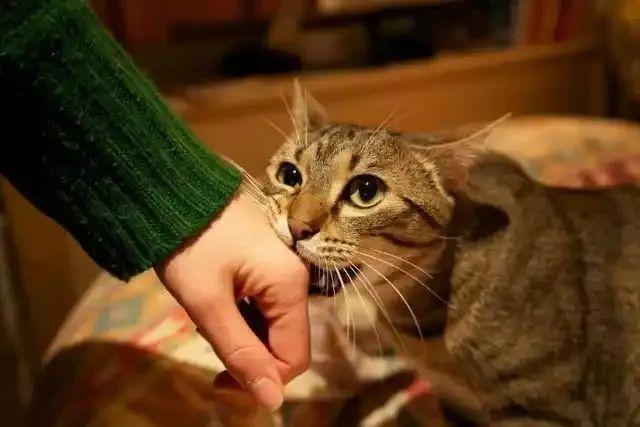 为什么猫猫在被摸得爽时突然咬人 揭秘背后的原因