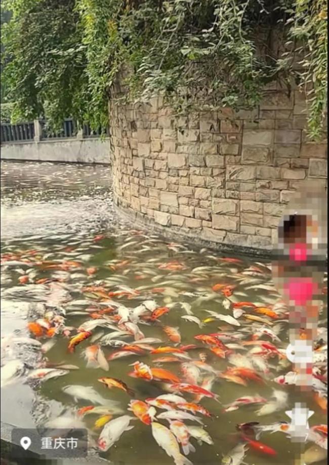 步行街观赏鱼遭疑似投毒，一夜间大量死亡，疑云待解