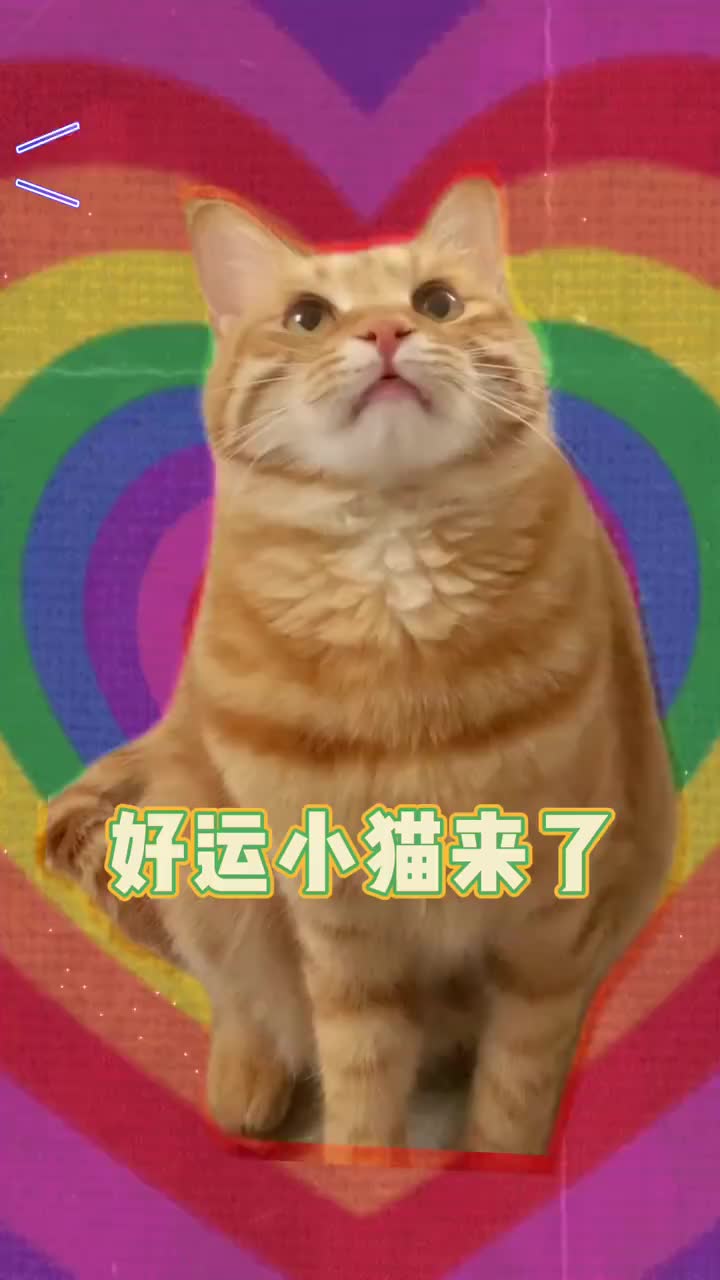 猫财两空：免费领养背后的猫贷套路大揭秘